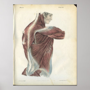 Parte traseira & impressão da anatomia dos