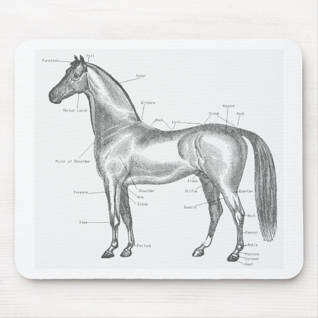 Partes do cavalo Mousepad (Frente)