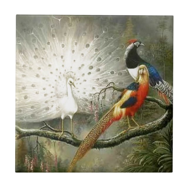 Partying branco bonito do faisão do casal do pavão (Frente)