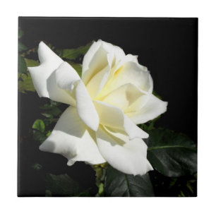 Pascali White Rose