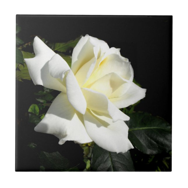Pascali White Rose (Frente)