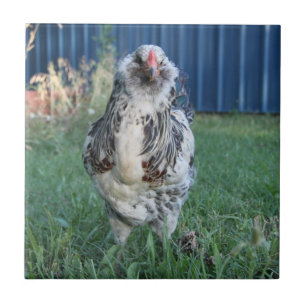 Páscoa Egger Rooster