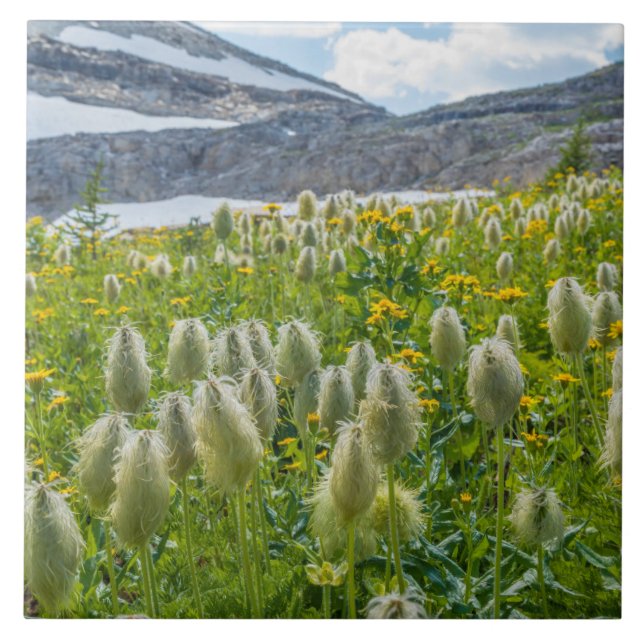Pasqueflower Ocidental | Montanhas de East Kootena (Frente)