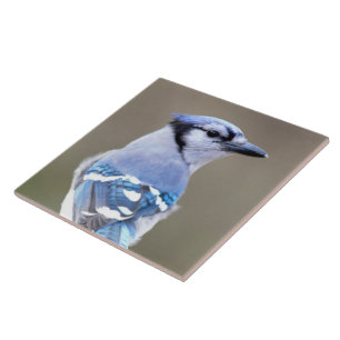 Passarinho azul de jay em Treestump