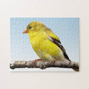 Pássaro amarelo do Goldfinch no quebra-cabeça az