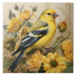 Pássaro amarelo e preto, Pintassilgo Americano