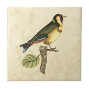 Pássaro Amarelo e Verde Emperrado em um pequeno g