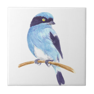 Pássaro azul