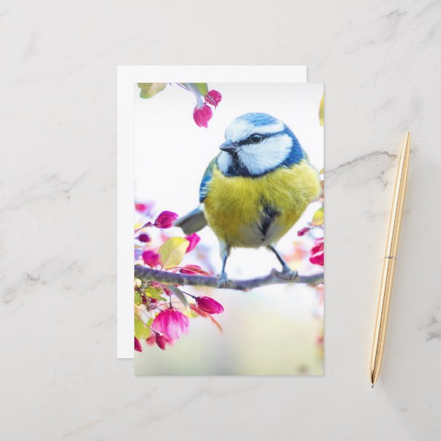 Pássaro Azul e Amarelo bonito em uma Fotografia de (Frente/Verso In Situ)