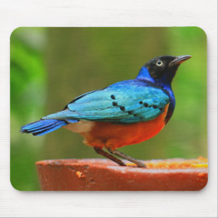 Pássaro azul Mousepad