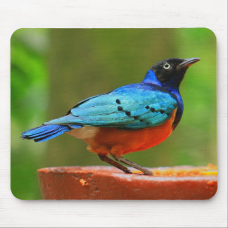 Pássaro azul Mousepad
