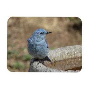 Pássaro Azul no Ímã de Banho de Pássaros