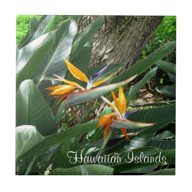 Pássaro Azulejo cerâmico do Paraíso (Frente)