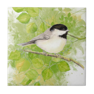 Pássaro bonito do Chickadee na árvore de álamo