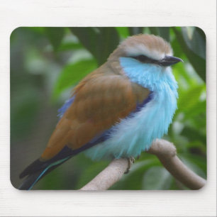 Pássaro bonito Mousepad