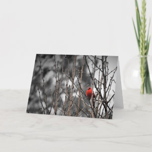 Pássaro cardeal, cartão