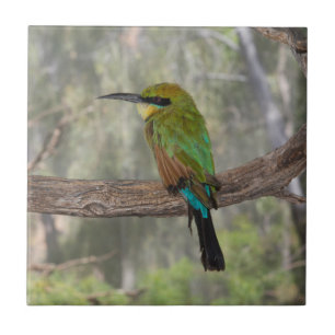 Pássaro comedor-de-abelhas arco-íris, Austrália