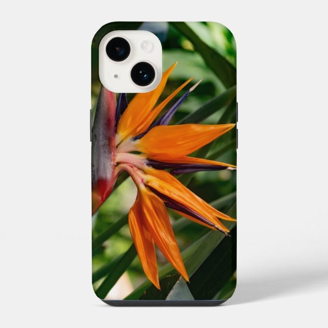 Pássaro da flor do paraíso. (Verso)