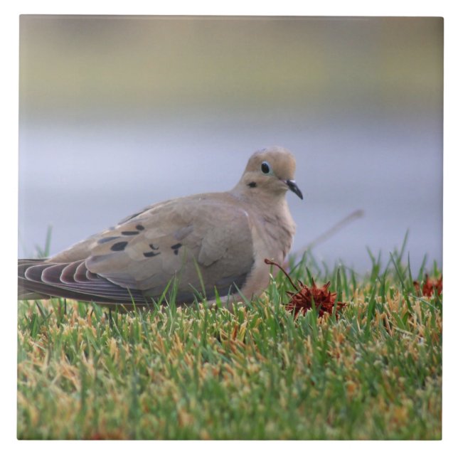 Pássaro da pomba (Frente)