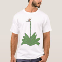 Pássaro De Camisa De Paraíso De Planta E Flor