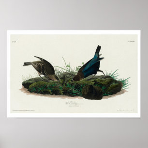 Pássaro de caneta por Poster de Audubon