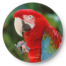 Pássaro de Papagaio de Mata Verde bonito