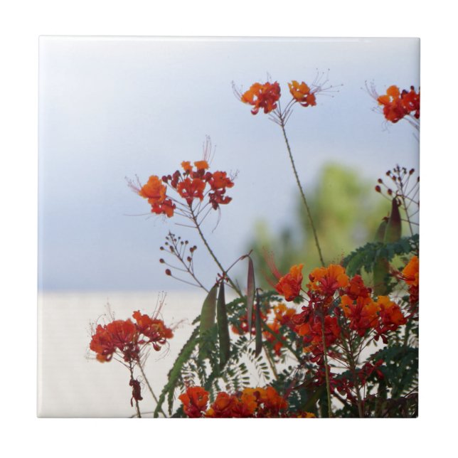 Pássaro de paraíso mexicano (Frente)