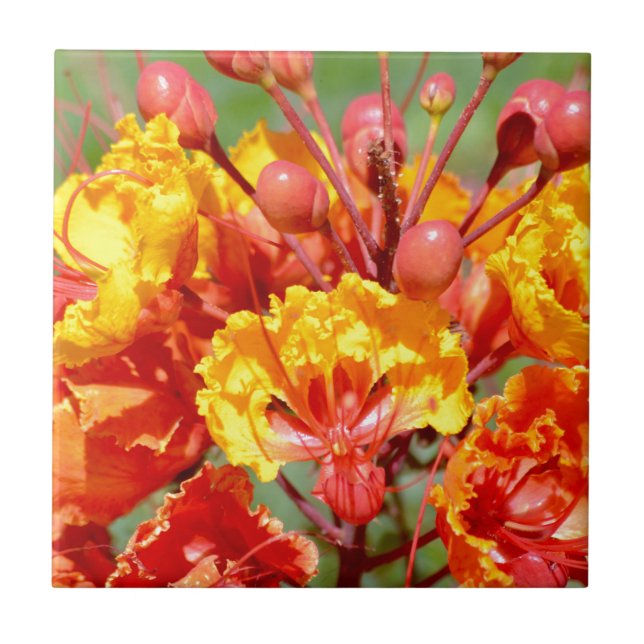 Pássaro de paraíso mexicano (Frente)