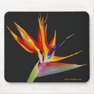 Pássaro de paraíso Mousepad