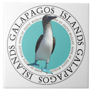 Pássaro-de-Pé-Azul Galápagos