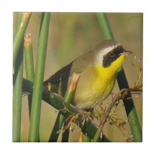 Pássaro-de-pescoço-amarelo-comum