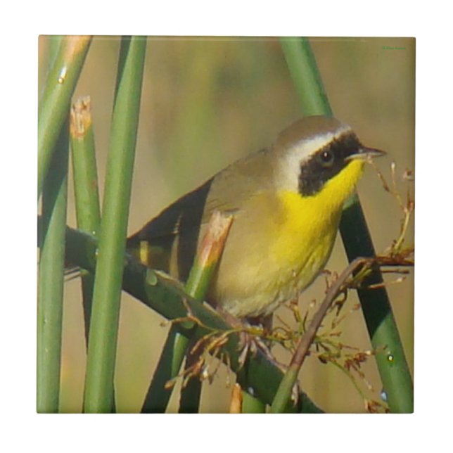 Pássaro-de-pescoço-amarelo-comum (Frente)