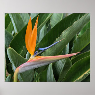 Pássaro de Poster da Flor do Paraíso