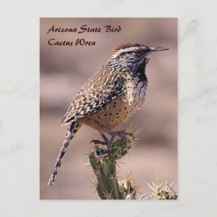 Pássaro do Estado da arizona - Cartão postal Wren