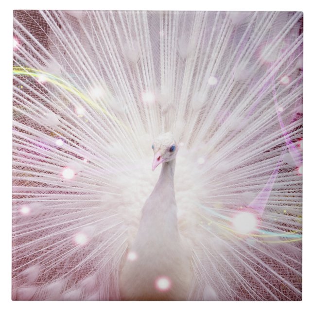 Pássaro do lWild de Beautifu (Frente)