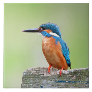 Pássaro do martinho pescatore