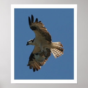 Pássaro do Osprey & impressão dos peixes do