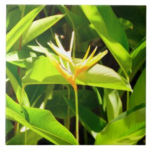 Pássaro do Paraíso