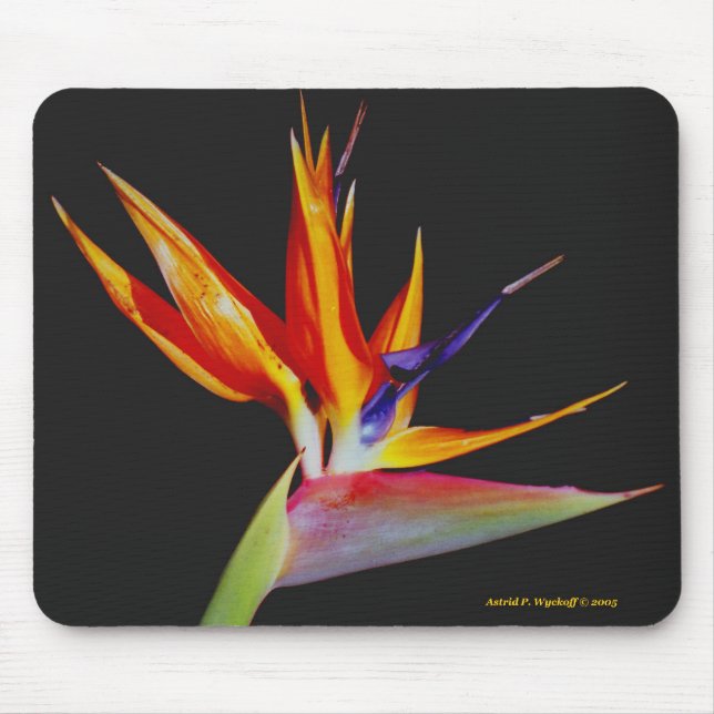 Pássaro do Paraíso Mousepad (Frente)