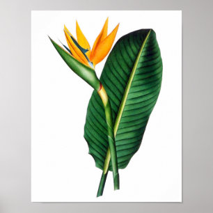 Pássaro do poster botânico tropical do impressã