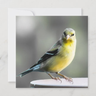 Pássaro do Quintal Obrigado