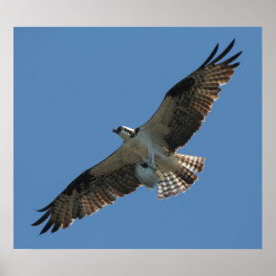 Pássaro do raptor do Osprey & impressão dos peix