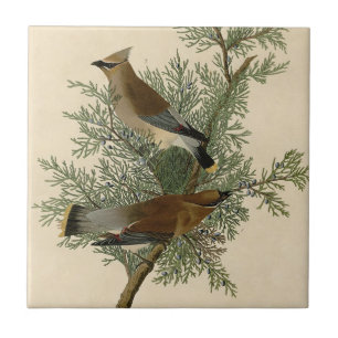 Pássaro do Waxwing de cedro de Audubon