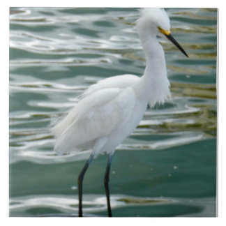 Pássaro Egret Incrível