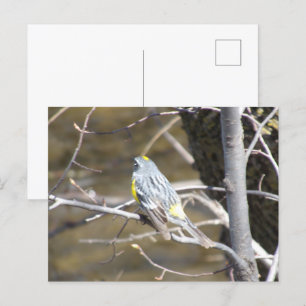 Pássaro em um Cartão Postal de Ramificação