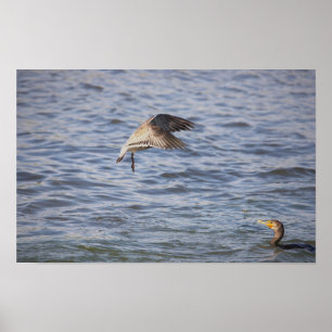 Pássaro em Voo e Poster de Corvos Duplos