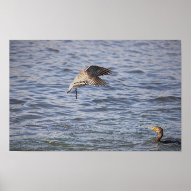 Pássaro em Voo e Poster de Corvos Duplos (Frente)