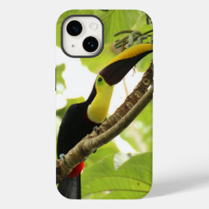 Pássaro Exótico Swainson Toucan