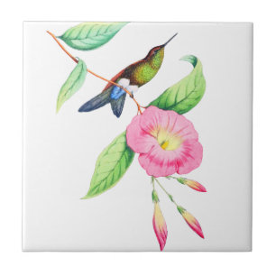 Pássaro Humigno E Hybiscus