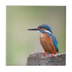 Pássaro Kingfisher.